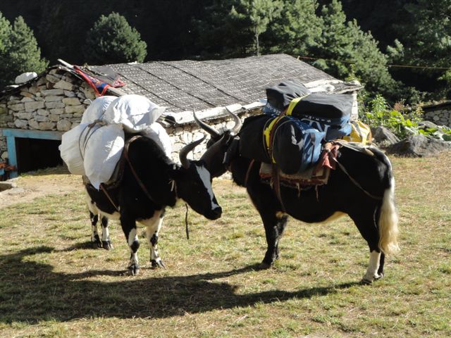 De Yaks onderweg