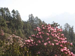 Rhodondenrons near Goli Gompa