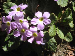 Lots of fouers near Pike and Goli Gompa, (Primula's)